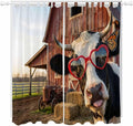 Farm Cows Living Room Curtains 84 Inch Length, Window Curtains Tab Top by Unknown