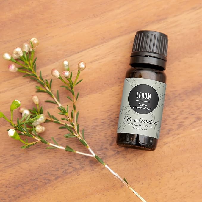 Edens Garden Ledum Essential Oil- 100% Pure Premium Grade, Undiluted, Natural, Therapeutic, Aromatherapy, The Best for Diffuser, Skin, Hair, Humidifiers 30 ml (1 fl oz)