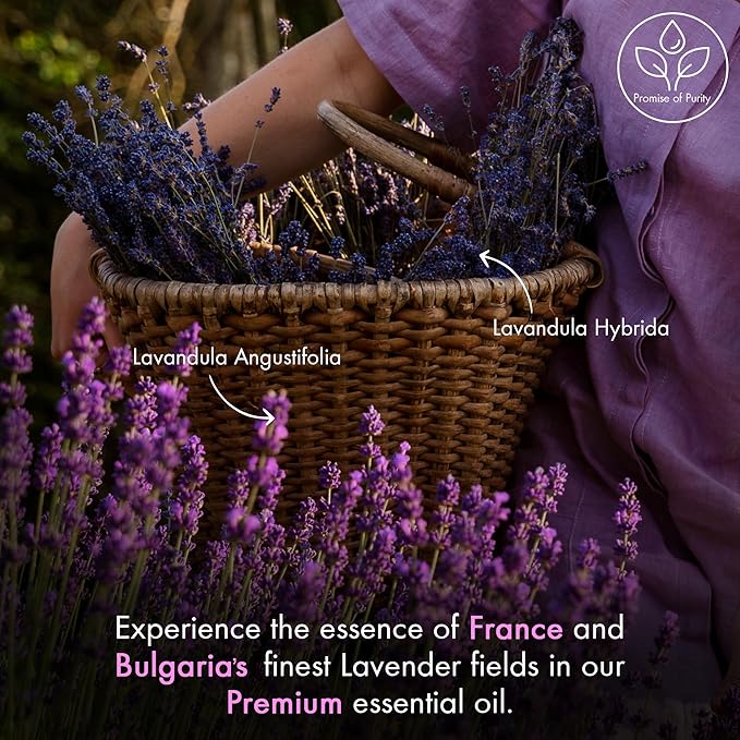 Majestic Pure Lavender Essential Oil with Glass Dropper - 3.4 Fl Oz - 100% Pure and Natural Lavender Oil - Premium Grade Essential Oils for Diffuser, Aromatherapy, Soap and Candle Making